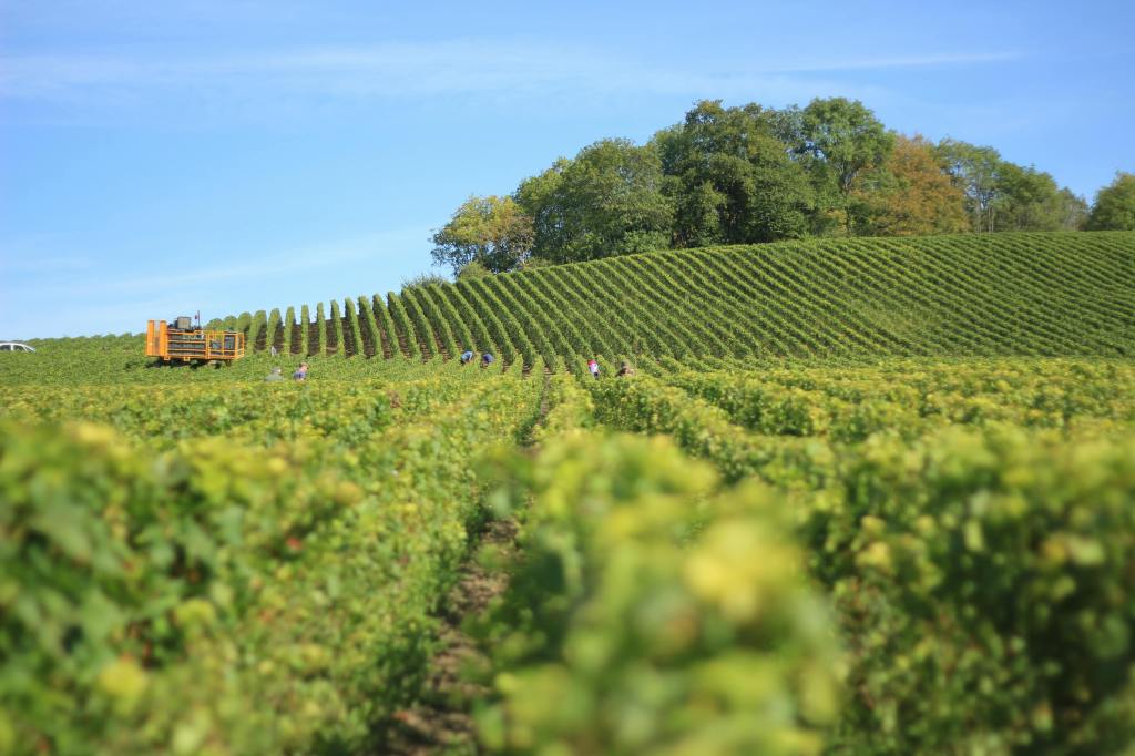 Biodynamic farming on vineyard