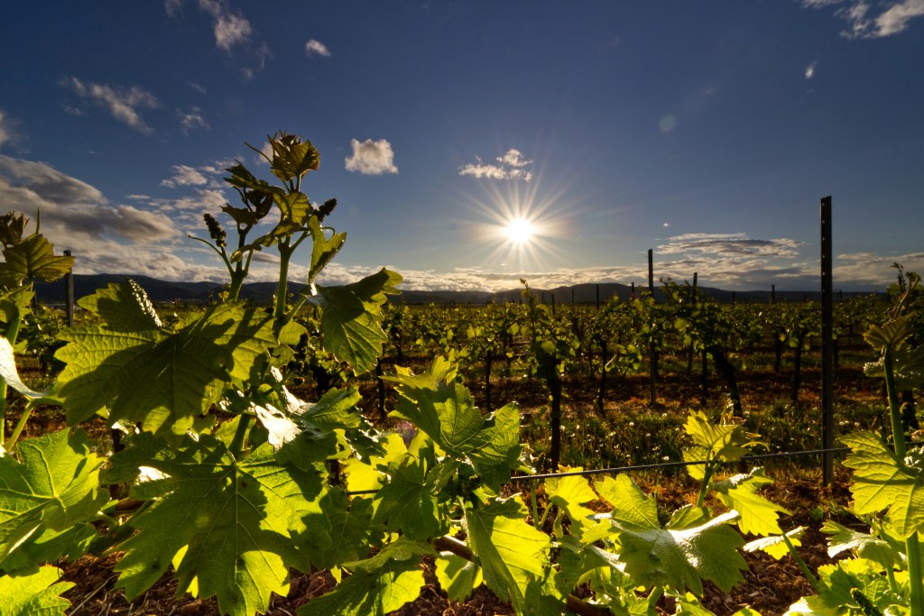 Spring vineyard