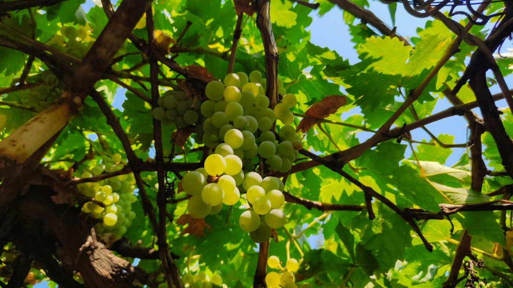 White grapes on the vine