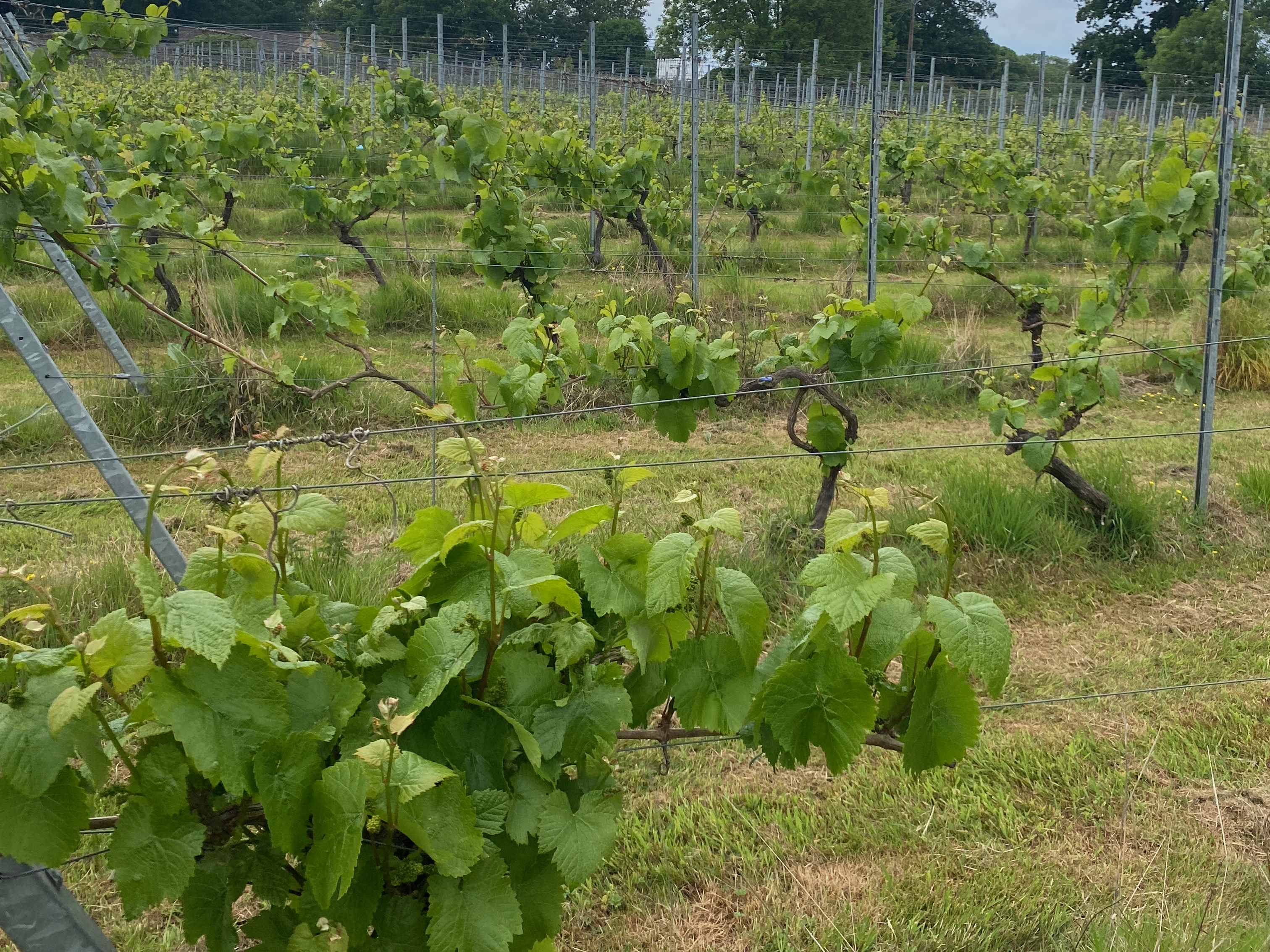 A view of a vineyard in Derbyshire with rows of grapevines and lush green foliage under a cloudy sky.