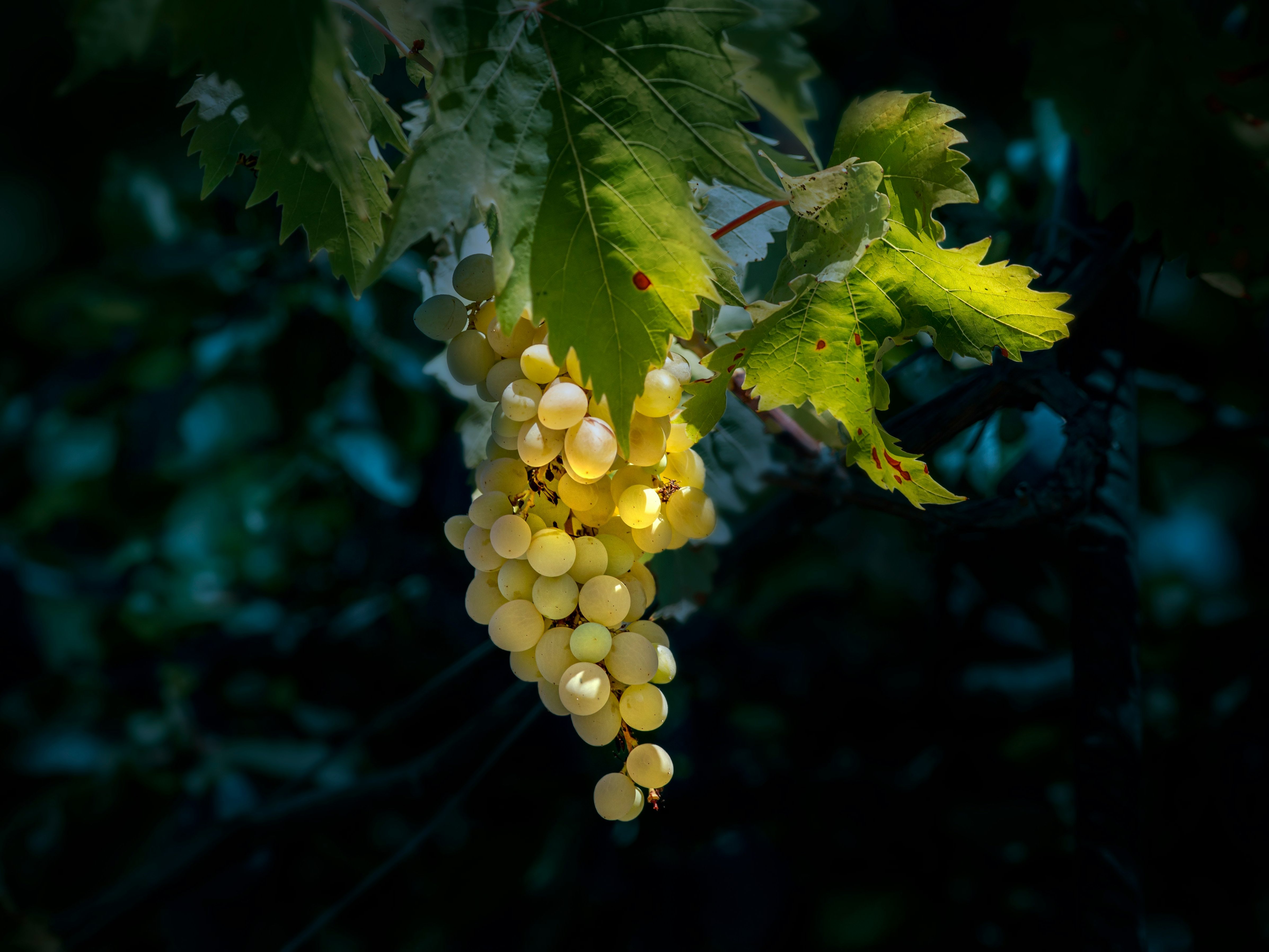 A close-up view of a bunch of ripe white grapes hanging from a vine, surrounded by vibrant green leaves, in a softly lit setting.