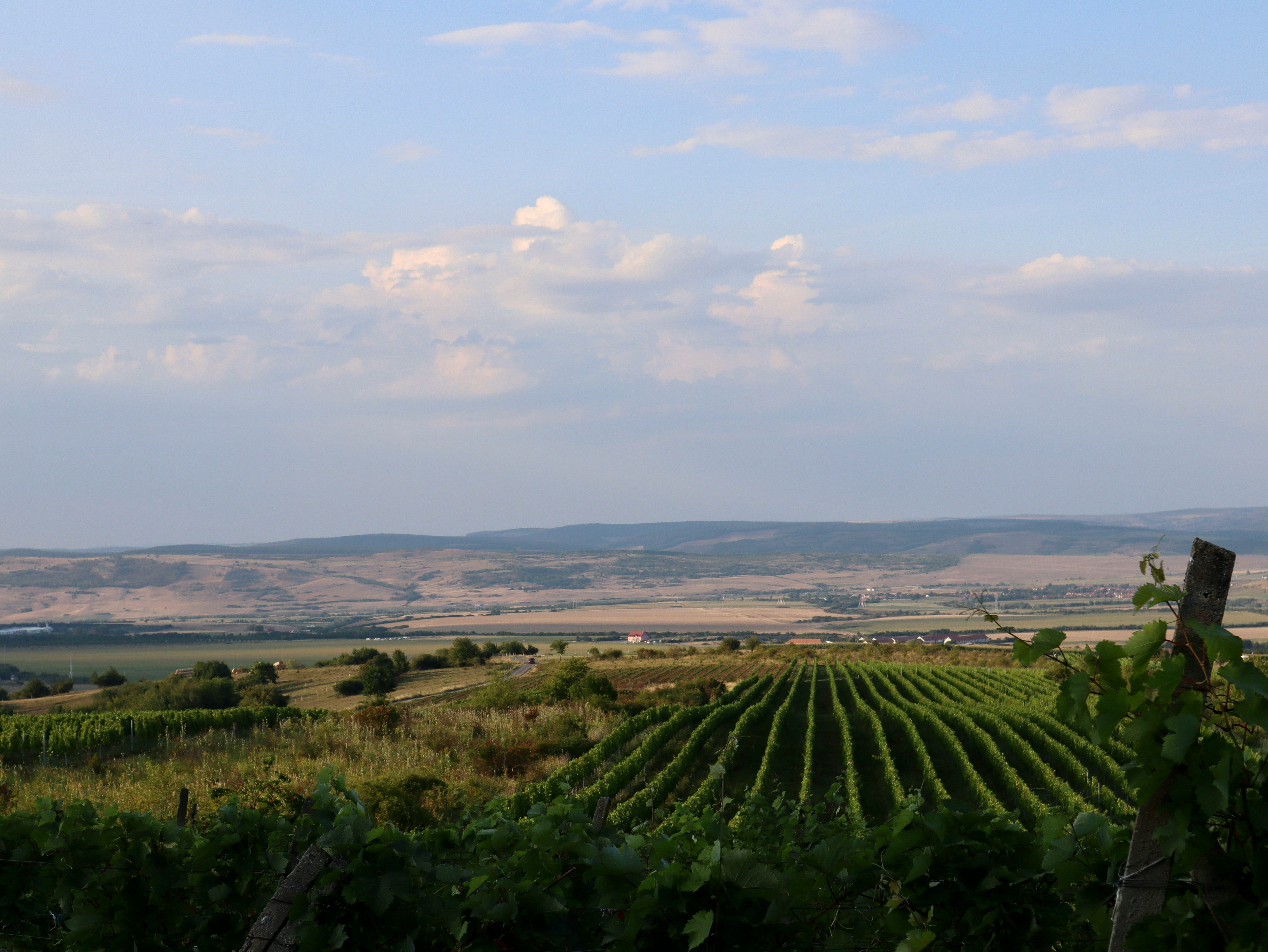 A scenic view of rolling hills with lush vineyards under a blue sky dotted with clouds in Romania.