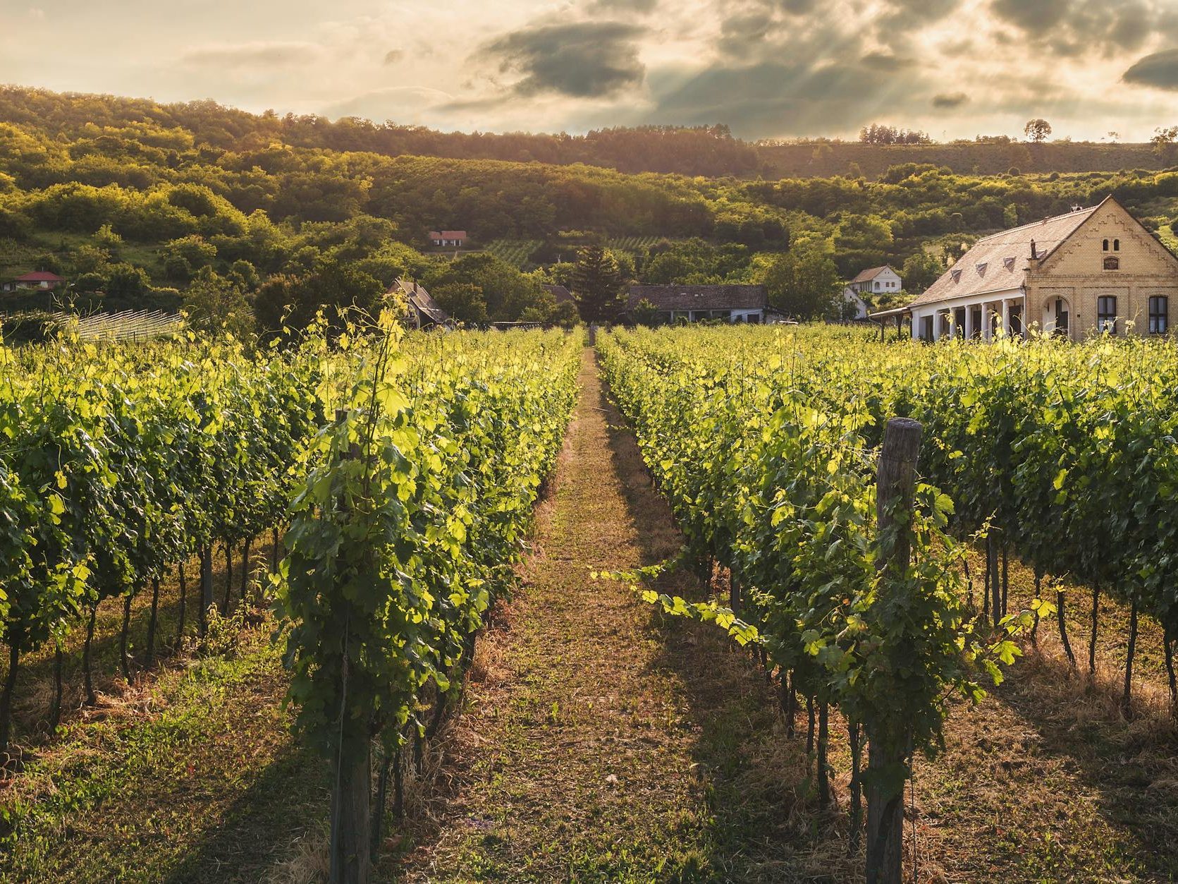 A picturesque vineyard landscape with rows of lush green grapevines stretching towards a country house, under a partly cloudy sky.