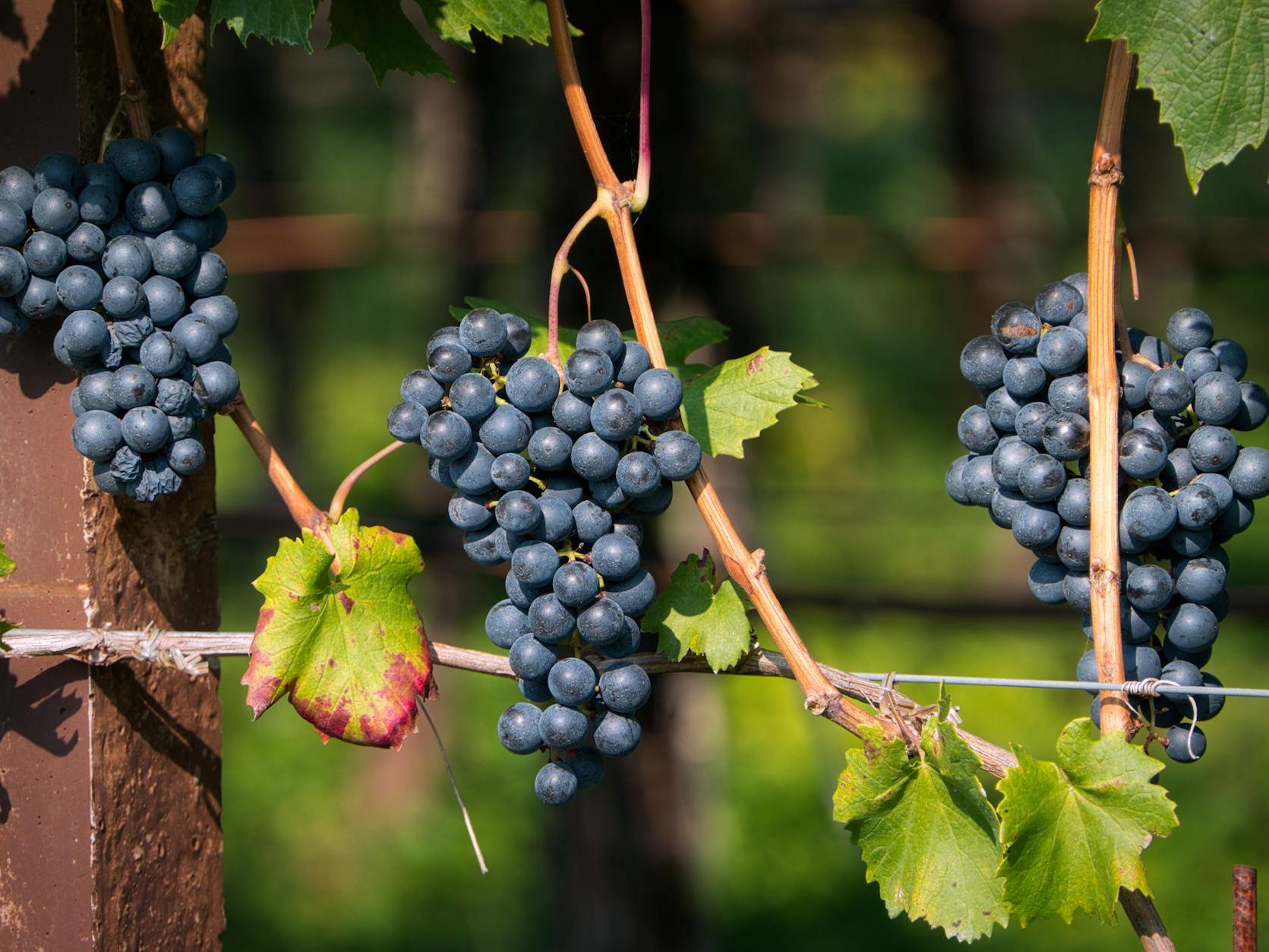 Close-up of dark grapes growing on the vine, surrounded by green leaves in a vineyard.