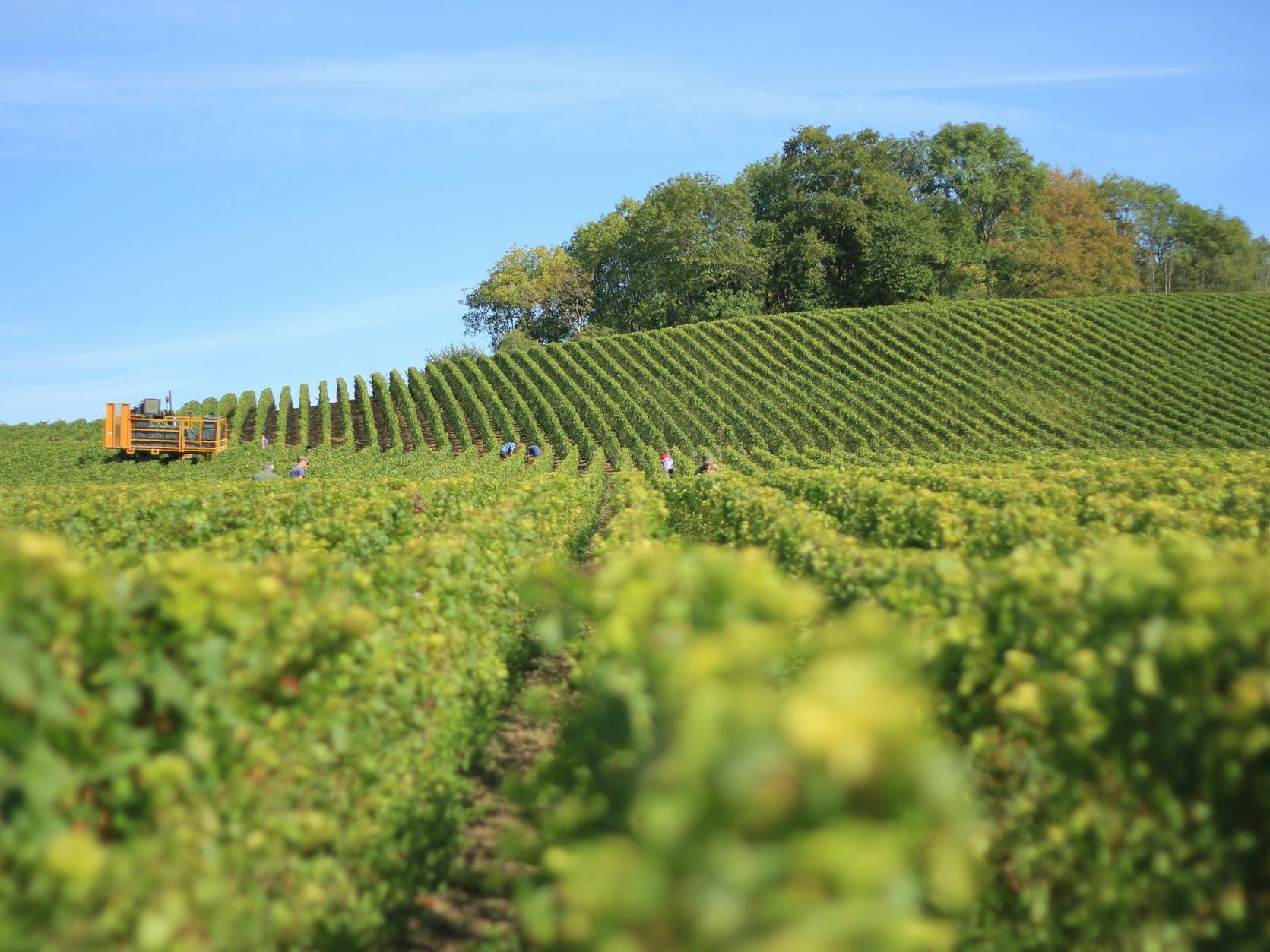 A scenic vineyard with neatly arranged rows of grapevines and a harvest machine, under a clear blue sky, with workers gathering grapes.