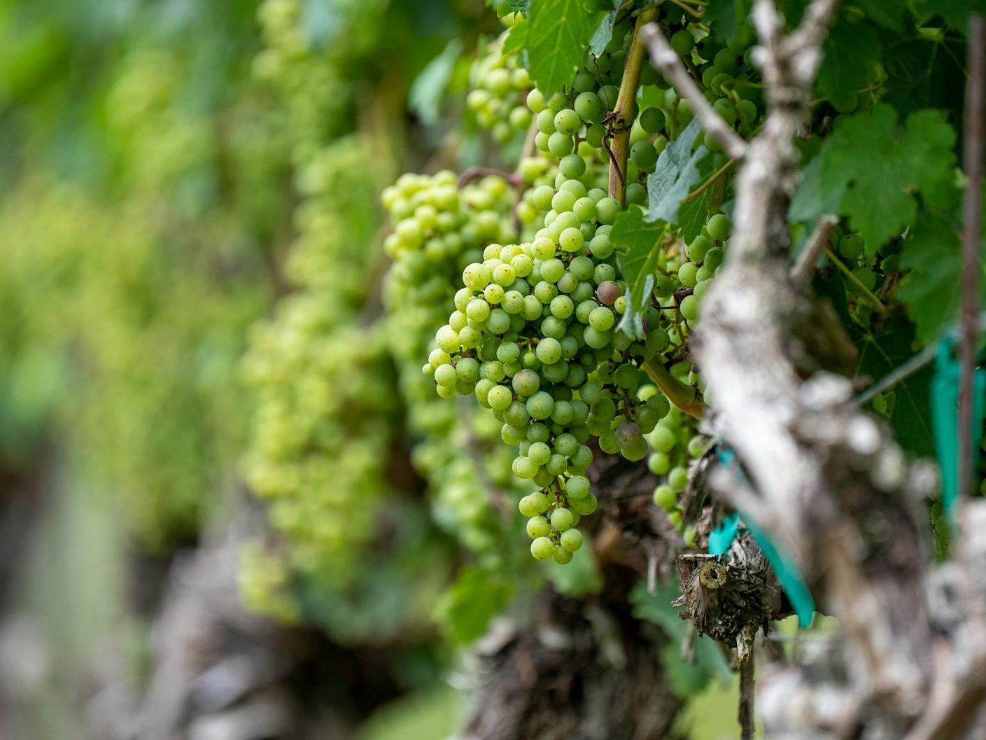 A close-up view of green Chardonnay grape clusters growing on the vine in a vineyard.